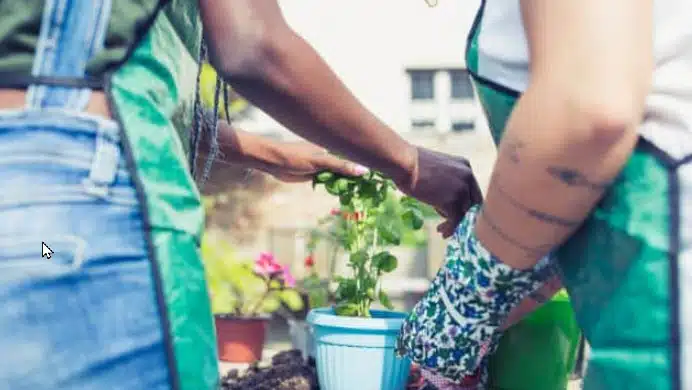 Dicas para cuidar de plantas em apartamentos