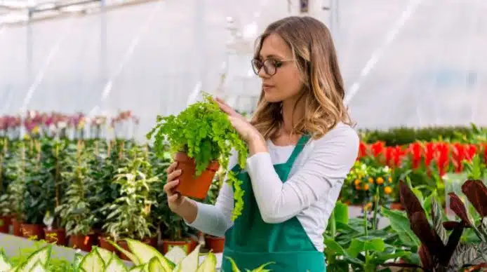 Como cuidar de plantas em apartamento