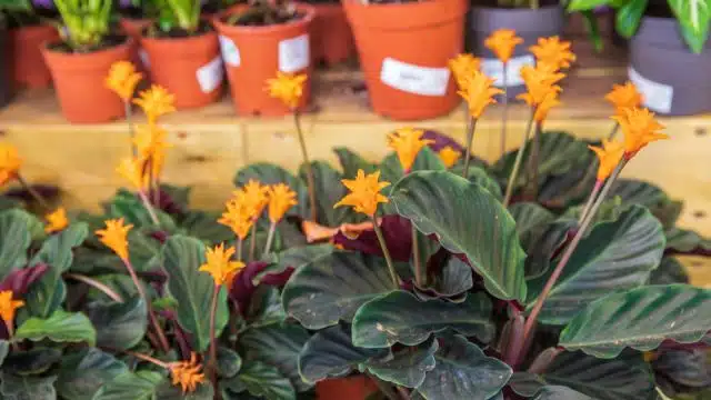 Como cuidar de galatea ou Calathea Crocata