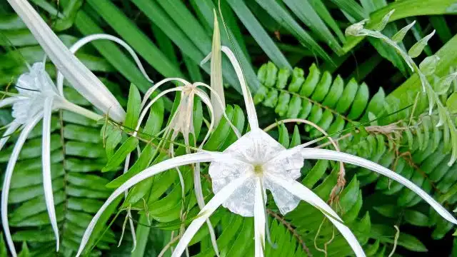 Como cuidar de lírio-aranha Hymenocallis littoralis