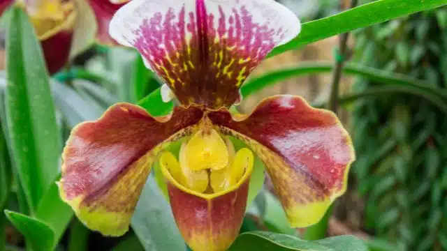 Como cuidar de orquídea Paphiopedilum