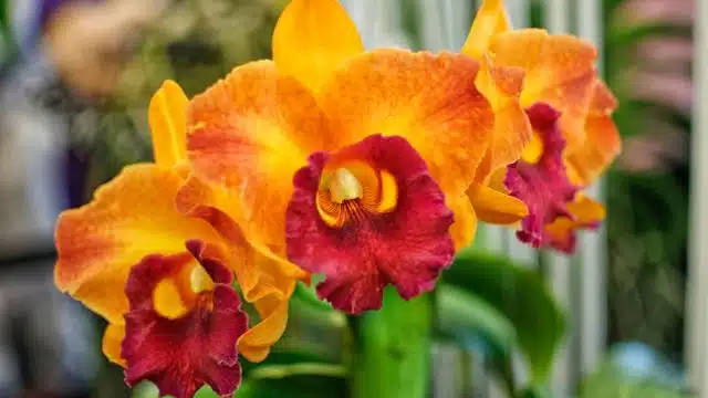 Como cuidar de orquídea Cattleya