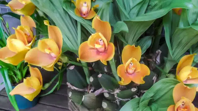 Como cuidar de orquídea Lycaste