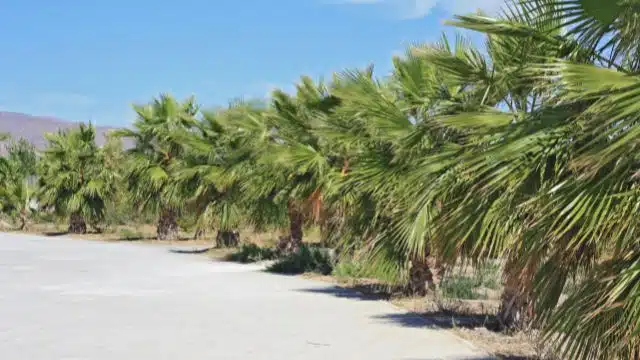 Como cuidar de palmeira-do-mediterrâneo