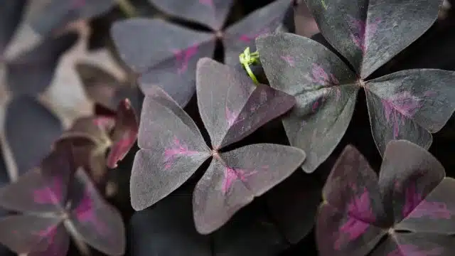 Como cuidar do Trevo Roxo, Oxalis triangularis