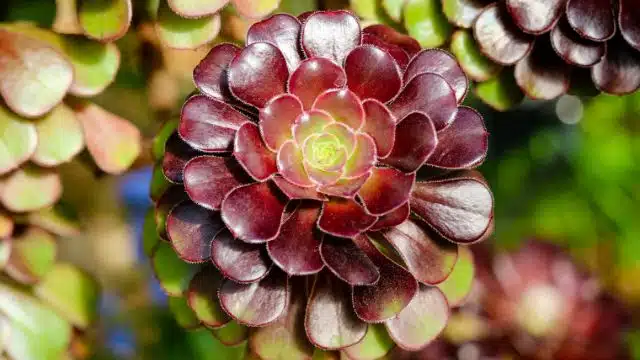 Dicas para cuidar de Aeonium Negro