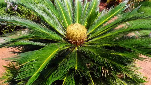 Como cuidar de cica, Cycas revoluta