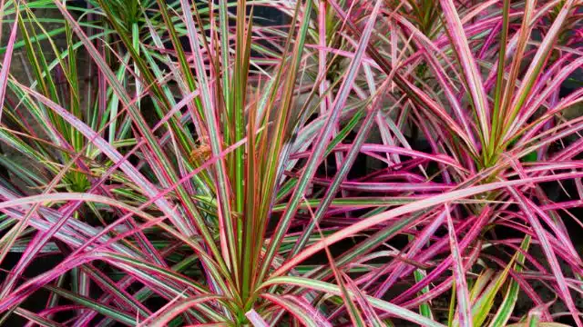 Como cuidar de Dracena-de-madagascar