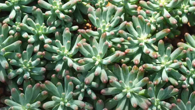 Como cuidar de Sedum pachyphyllum