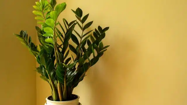 Como cuidar de Zamioculcas zamiifolia dentro de casa