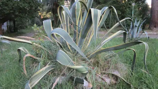 Como cuidar de Agave americana