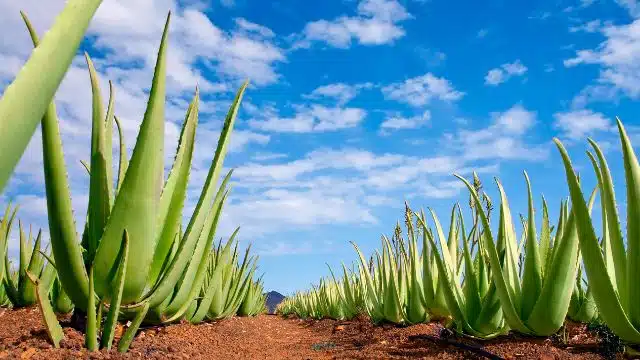 Como cuidar de babosa, Aloe vera