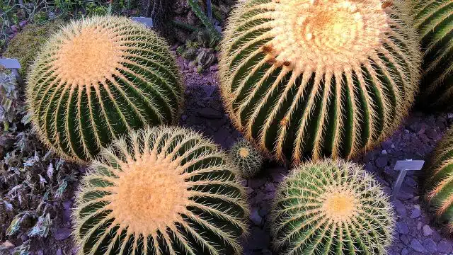 Como cuidar de cadeira-de-sogra, Echinocactus grusonii