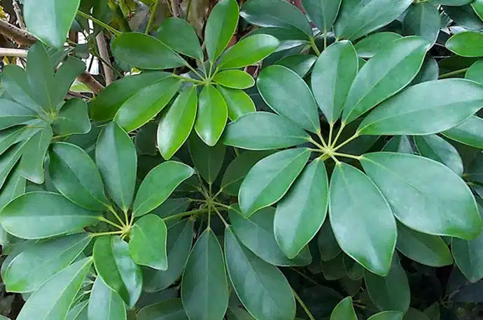 Dicas para cuidar de cheflera, Schefflera arboricola