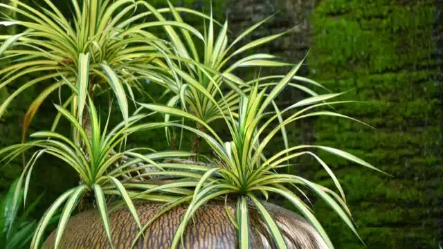 Como cuidar de clorofito, Chlorophytum comosum