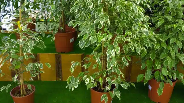 Como cuidar de ficus, Ficus Benjamina