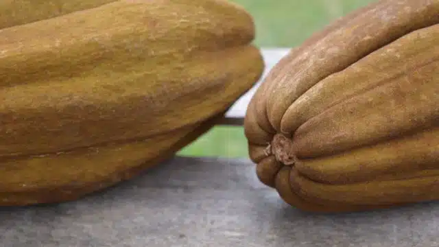 Como cuidar da monguba em vaso