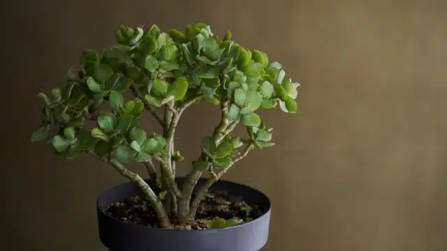 Como cuidar de Planta Jade, Crassula Ovata