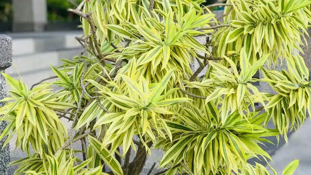 Como cuidar da pleomele, Dracaena Reflexa