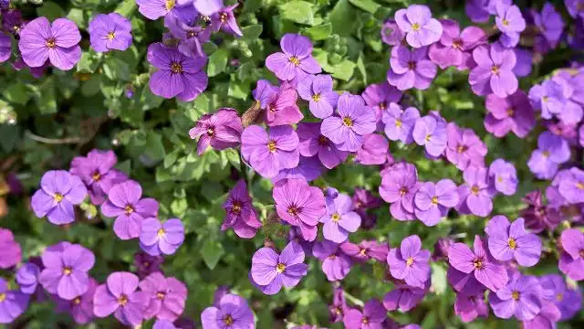 Como cuidar de aubrieta