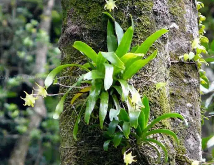 Como cuidar da orquídea Aeranthes arachnites