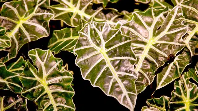 Como cuidar de Alocasia nebula