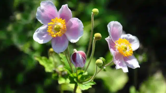 Como cuidar de anêmona-do-japão, Anemone hupehensis