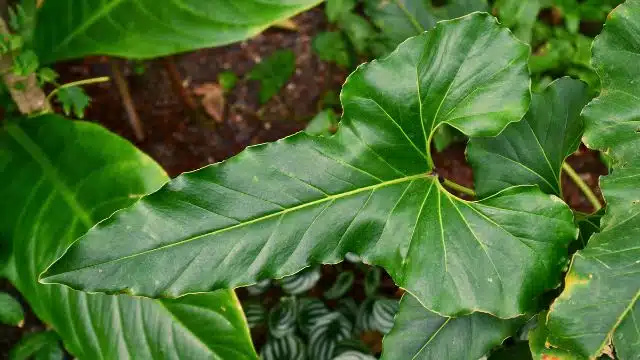 Dicas para cuidar de antúrio-browni, Anthurium brownii