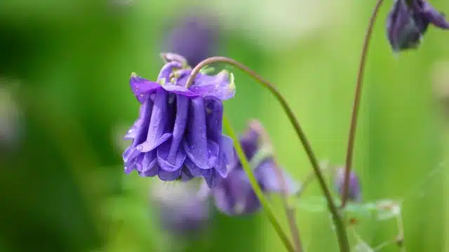 Dicas para cuidar de aquilégia, Aquilegia vulgaris