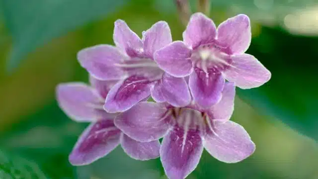 Como cuidar de bauhinia-trepadeira