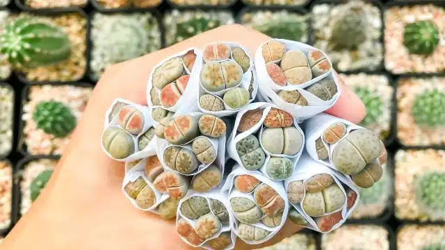 Como cuidar de Lithops pseudotruncatella