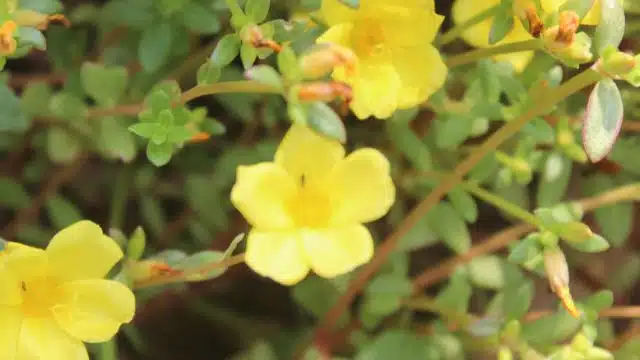 Como cuidar de beldroega