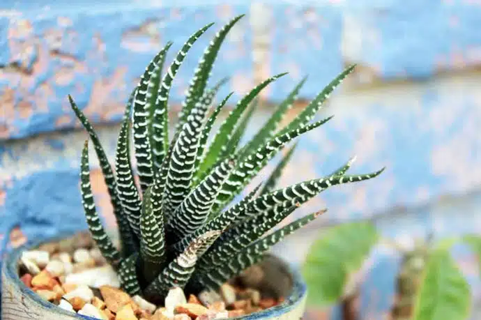 Como cuidar de Zebra Haworthia fasciata