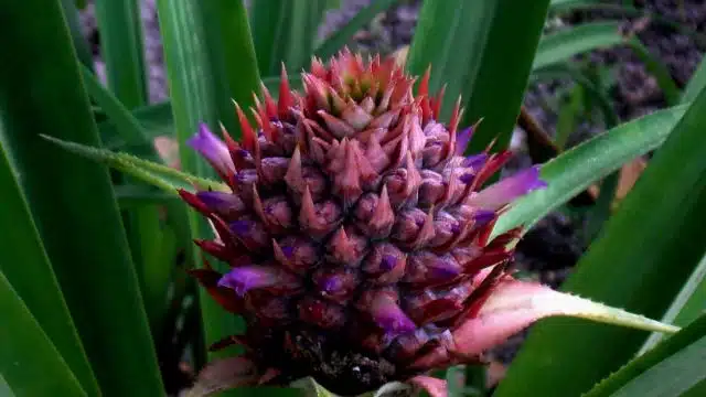 Como cuidar de abacaxi-ornamental ou Ananas bracteatus