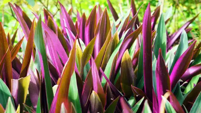 Como cuidar de abacaxi-roxo