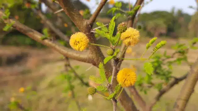 Dicas para cuidar de acácia-pompom, Vachellia seyal