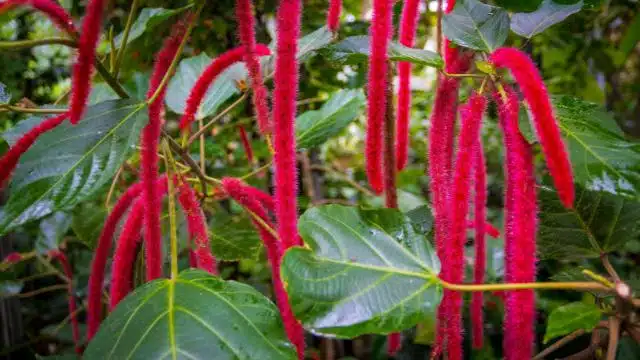 Dicas para cuidar de acalifa-macarrão, Acalypha hispida