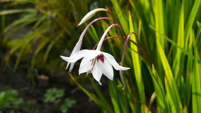 Dicas para cuidar de acidantera, Gladiolus murielae