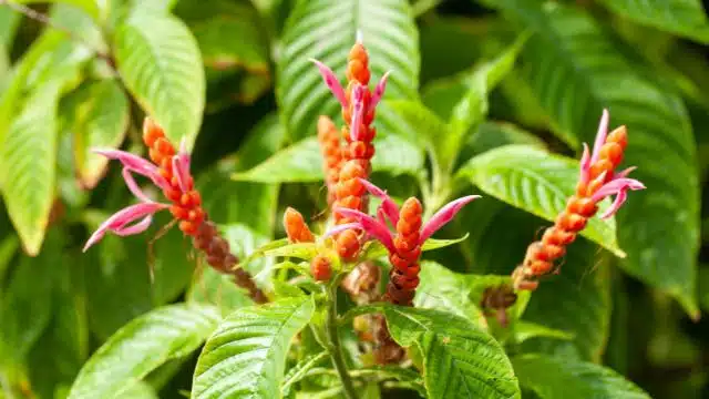 Dicas para cuidar de afelandra-coral, Aphelandra-sinclairiana