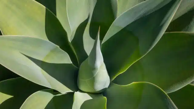 Dicas para cultivar agave-dragão, Agave attenuata