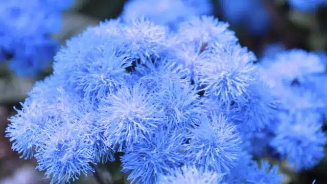 Dias para cuidar de agerato, Ageratum houstonianum