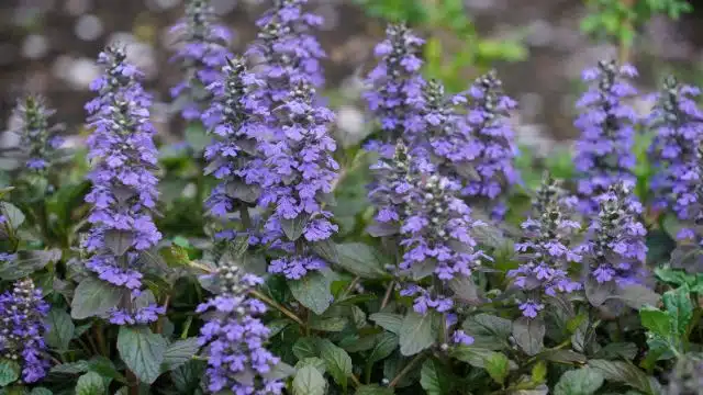 Como cuidar de ajuga, Ajuga reptans