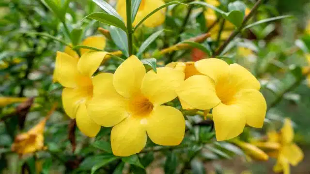 Dicas para cuidar de alamanda, Allamanda cathartica