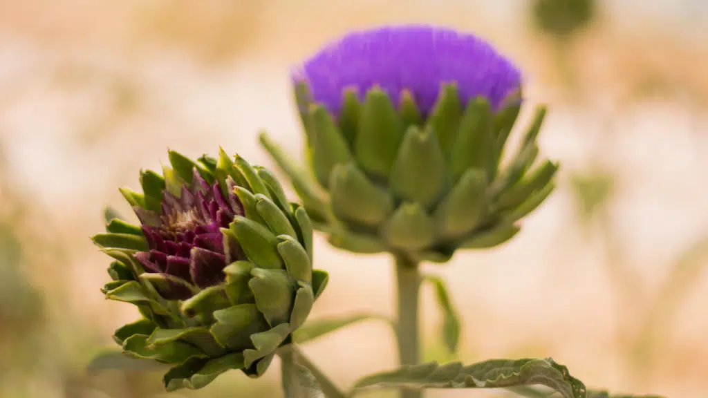 Dicas para cuidar de alcachofra, Cynara scolymus