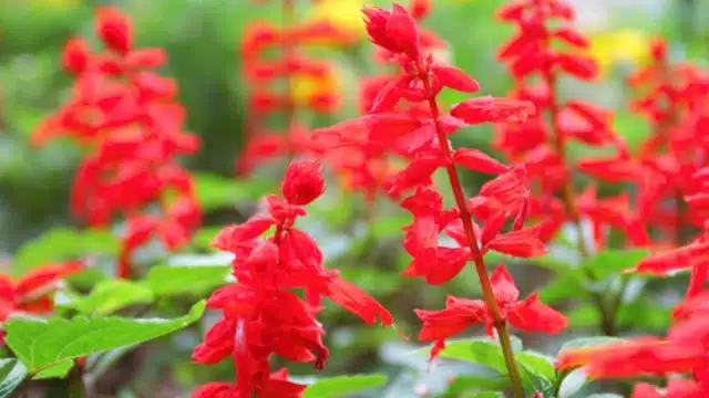 Dicas para cuidar de alegria dos jardins, Salvia splendens