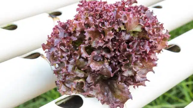 Dicas para cuidar de almeirão-roxo, Lactuca canadensis