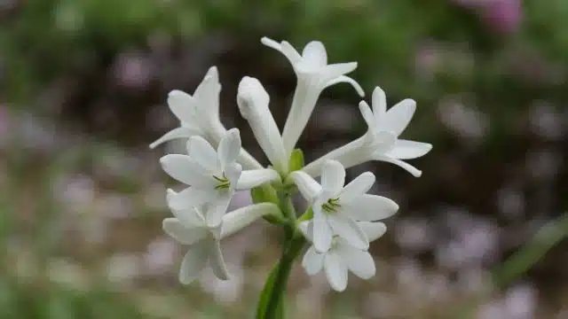 Dicas para cuidar de angélica, Polianthes tuberosa