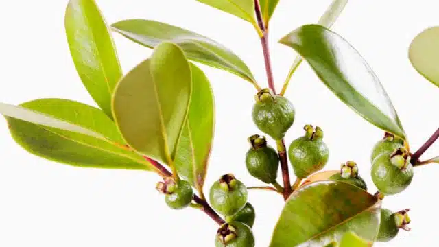 Como cuidar de araçá, Psidium cattleianum, Psidium cattleyanum