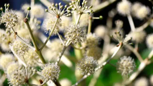 Como cuidar de arália-japonesa, Fatsia japonica