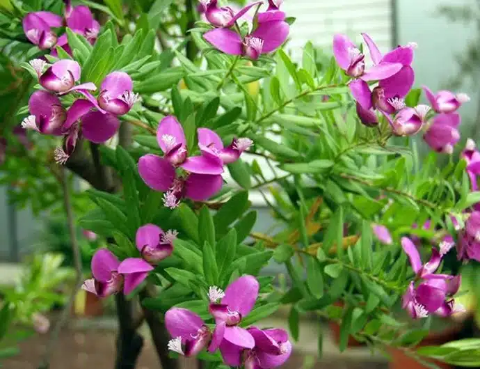 Como cuidar de arbusto-borboleta, Polygala myrtifolia